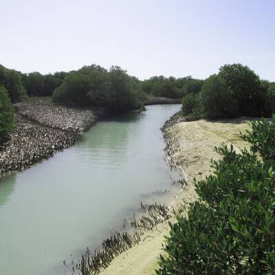 Мангровый лес Бушеxра